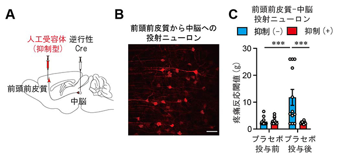 mPFC-vlPAG神経回路の抑制によるプラセボ鎮痛効果の抑制の図