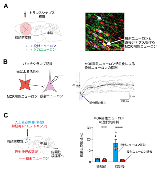 mPFC MOR陽性ニューロンによるmPFC-vlPAG投射ニューロンの抑制作用の図