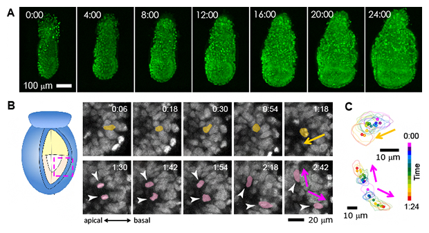 マウス初期胚の受精後5.5日目からの24時間連続観察の例の図