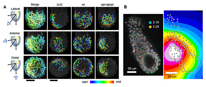 受精後5.5日目からの16時間全細胞追跡結果の例の図