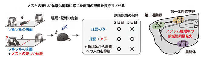 楽しい体験とともに感じた床面の記憶を強化する神経メカニズムの図