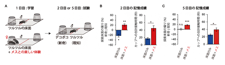 メスの提示による床面の記憶の強化の図