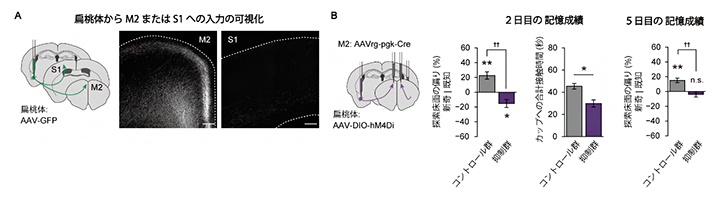 M2に入力する扁桃体神経細胞の抑制によるメス記憶と床面記憶の強化の阻害の図