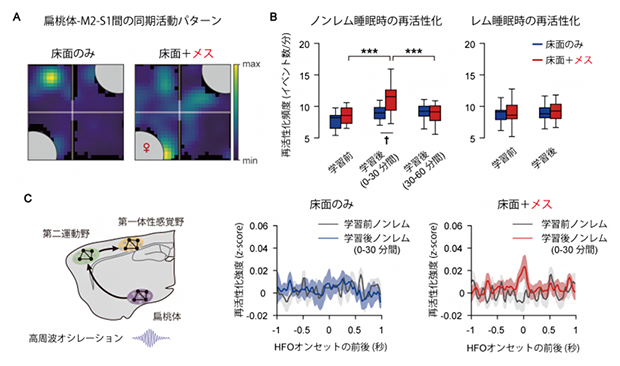 メスの提示による早期ノンレム睡眠時の扁桃体-M2-S1間の同期発火増強の図