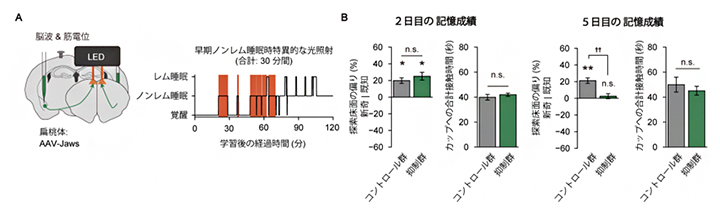 早期ノンレム睡眠時の扁桃体→M2入力の抑制による床面記憶の強化のみの阻害の図
