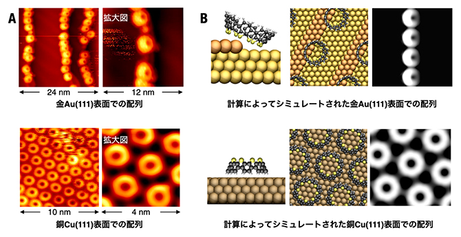 チオフェンベルトの金属表面での配列とシミュレーションによる配列イメージの図