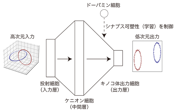 ショウジョウバエ嗅覚回路型の神経回路で非線形次元削減を実現するモデルの図