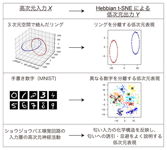 人工データ・ショウジョウバエ嗅覚回路のデータにHebbian t-SNEを適用した結果の図