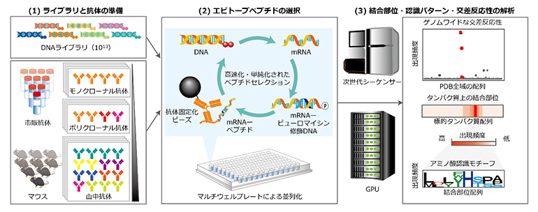 DECODE法によるエピトープ解析の概要の図
