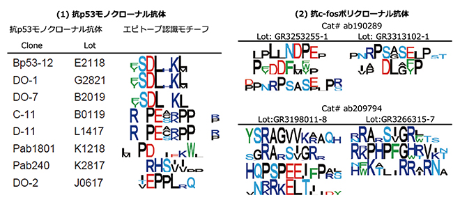 エピトープの類似点と相違点の解明の図