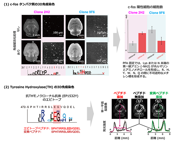 エピトープを利用した免疫染色固定条件の最適化と3D免疫染色の抗体浸透率の向上の図