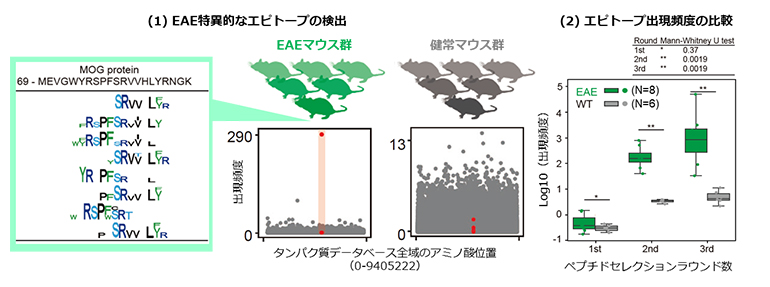 EAEマウスの血中抗体特異的な病原性エピトープの特定の図