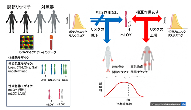 高齢発症関節リウマチの発症メカニズムの研究概要図