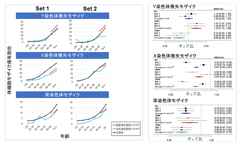 Y染色体喪失モザイクの高齢発症RAにおける正の関連の図