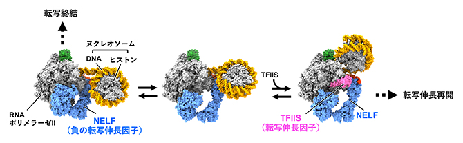 転写開始直後のRNAポリメラーゼII（RNAPII）が一時停止するメカニズムの図