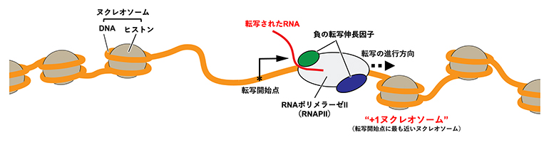 転写開始直後のクロマチン構造の模式図の画像