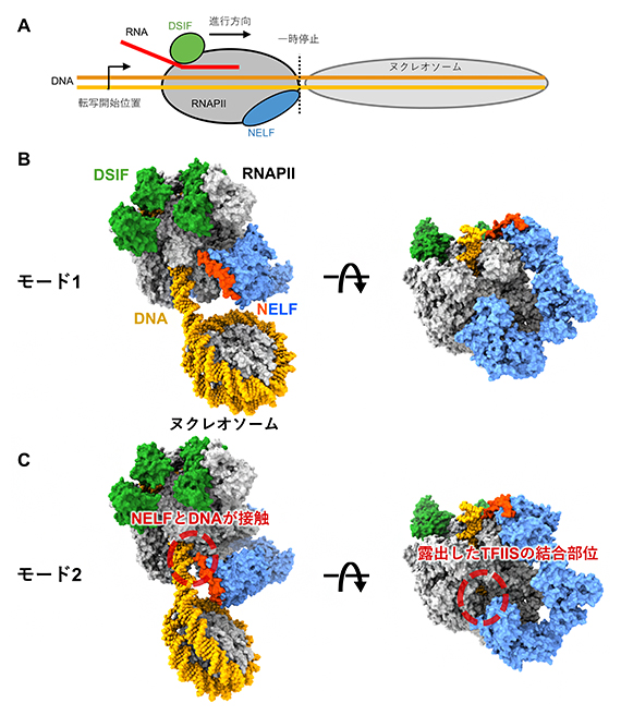 ヌクレオソームDNAを転写時に一時停止するRNAPII-DSIF-NELF複合体の構造の図