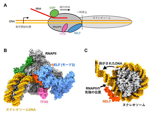 ヌクレオソームDNA上で一時停止するRNAPII-DSIF-NELF-TFIIS複合体の構造の図