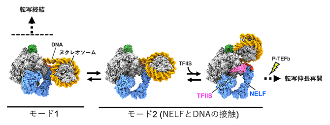 転写開始直後のRNAPIIが一時停止するメカニズムのモデルの図
