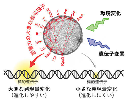 発現量が大きくて進化しやすい遺伝子と、それらを制御する転写因子の図