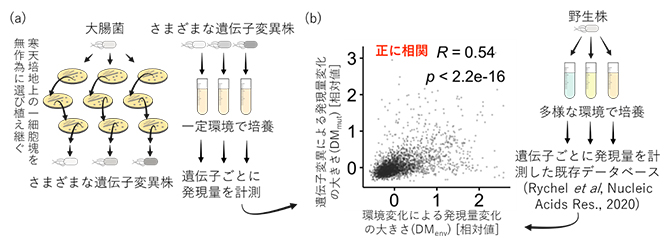 実験室で進化させた大腸菌の遺伝子発現解析と得られた結果の概要の図