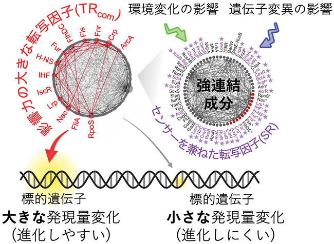細胞状態の変化を感知し、遺伝子の発現量変化に伝播する転写制御ネットワークの図