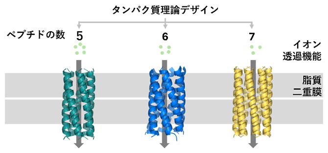 集合するペプチドの数を精密にデザインした人工イオンチャネルの図