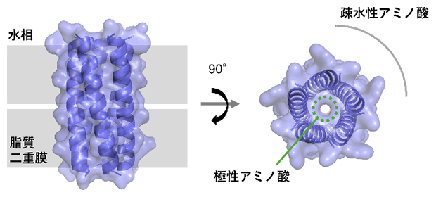 デザインした人工ペプチドイオンチャネル5量体の構造モデルの図