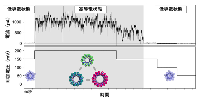 チャネルを通る電流の測定によるイオン透過機能の解析の図