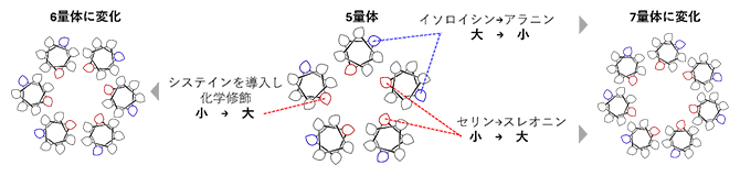 ペプチドの集合数を制御するアミノ酸配列のデザインルールの図