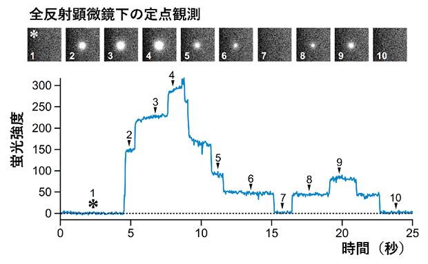 印加電圧存在下でのペプチドイオンチャネルの全反射蛍光顕微鏡観察の図