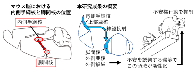 マウス脳における手綱核、脚間核の位置と研究成果の概要の図