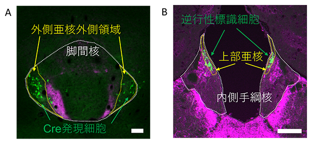 遺伝子改変マウスによる内側手綱核上部亜核-脚間核外側亜核外側領域の標識の図