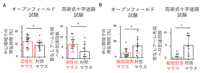 脚間核外側亜核外側領域の神経細胞活動操作下での不安様行動の評価の図