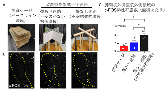 不安誘発的環境での脚間核外側亜核外側領域の神経活動の評価の図