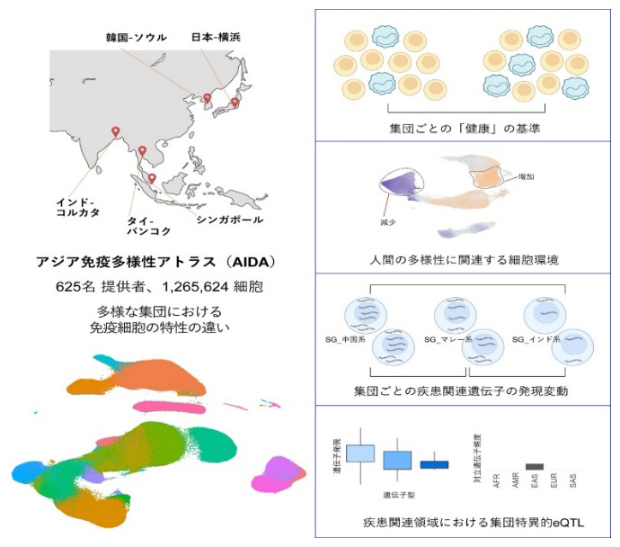 アジア免疫多様性アトラス（AIDA）の概要図