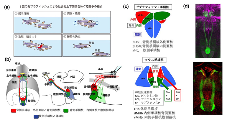 ゼブラフィッシュとマウスでの手綱核-脚間核神経回路の保存の図