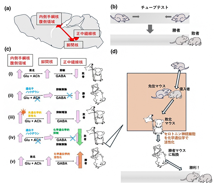 本研究の概要を表す模式図の画像