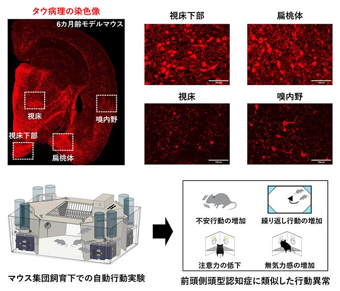 前頭側頭型認知症モデルマウスの特徴の図