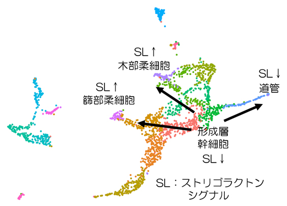 一細胞・核解析で明らかになったシロイヌナズナ胚軸の細胞アトラスの図