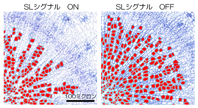 通常のシロイヌナズナ（左）と、ストリゴラクトン（SL）シグナルの変異体（右）の胚軸断面の比較の図