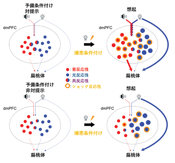 感性予備条件付けの内部モデルの図