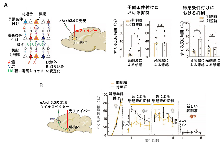 dmPFC神経細胞の抑制の図