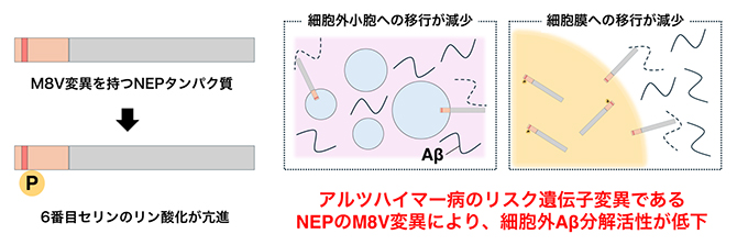 アルツハイマー病発症におけるAβ分解酵素ネプリライシン（NEP）の機能解析の図