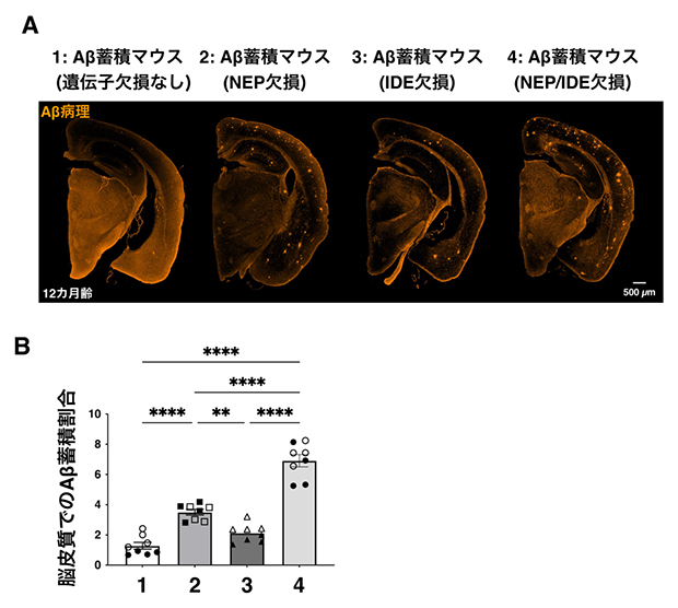NEP、IDE、NEP/IDE欠損マウスにおけるAβ蓄積の図