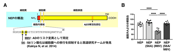 NEP M8V変異の機能解析の図