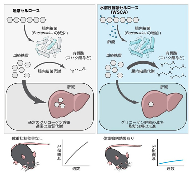 水溶性酢酸セルロース（WSCA）による腸内細菌を介した肥満抑制効果の図