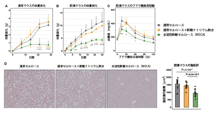 水溶性酢酸セルロース（WSCA）による体重抑制効果の図