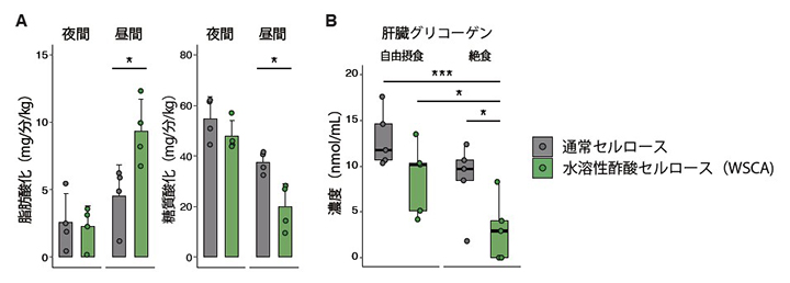 水溶性酢酸セルロース（WSCA）による宿主代謝に対する効果の図