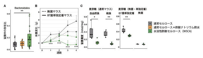 水溶性酢酸セルロース（WSCA）の腸内環境に対する効果の図